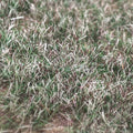 100G 3mm Blended Season Grass Static Grass for scale train railway layout miniature model materials static flocking fibers